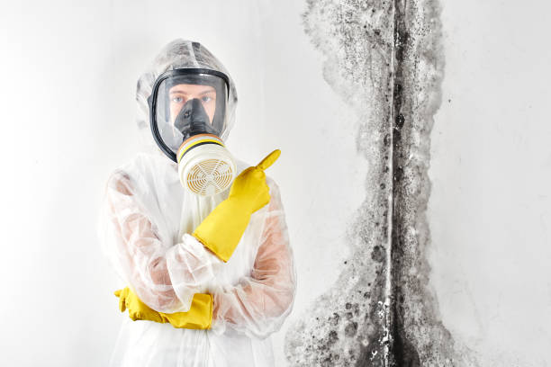 Best Emergency Mold Remediation in Concord, VA