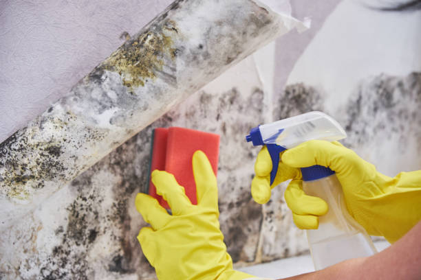 Best Mold Remediation for Healthcare Facilities in Concord, VA